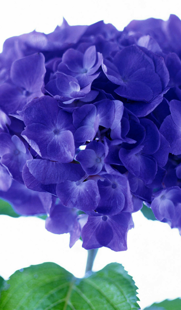 Фиолетовый цветок, Цветы