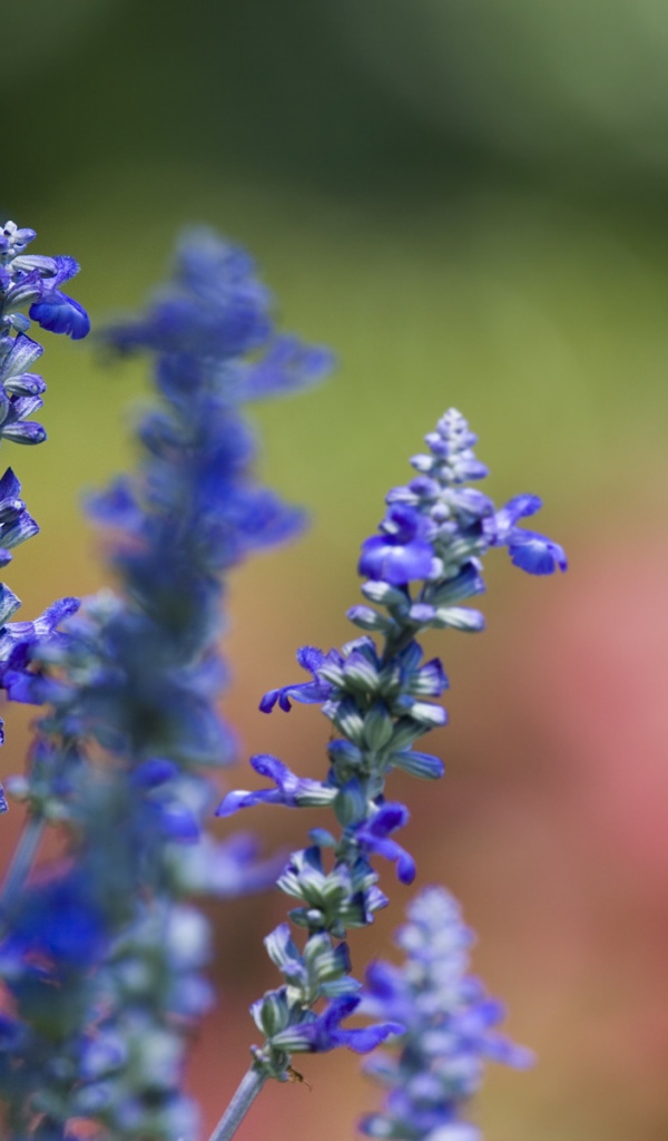 Фиалки весной, Цветы