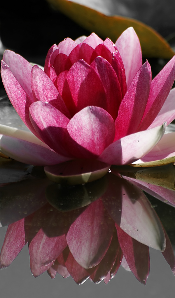 Кувшинка, Цветы