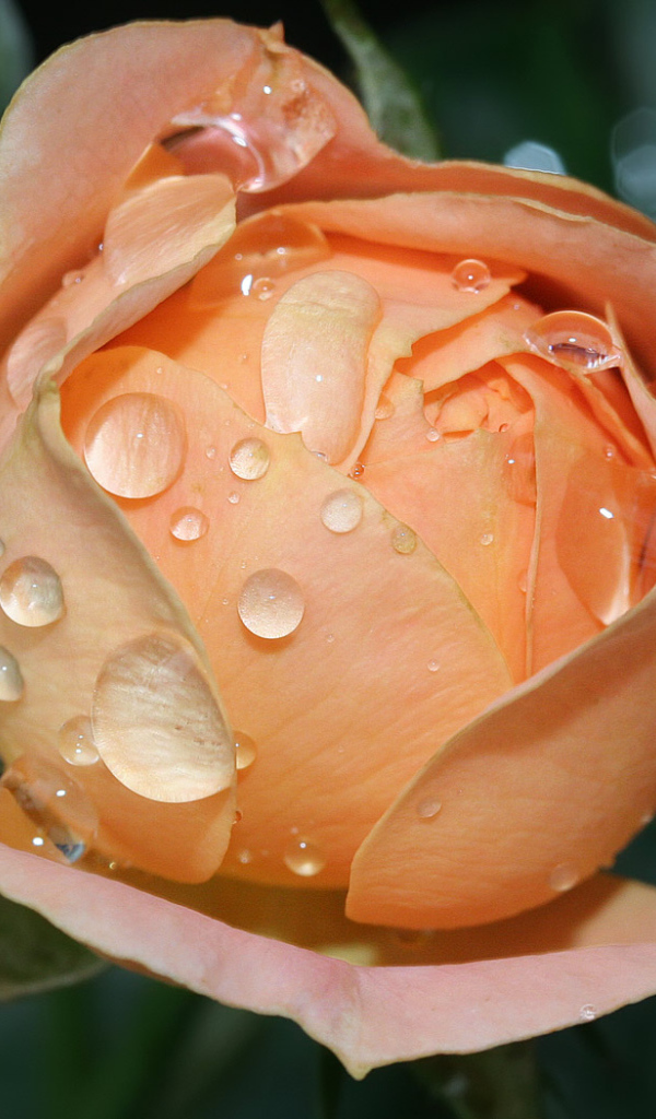 Влажный расцвет роз, Цветы