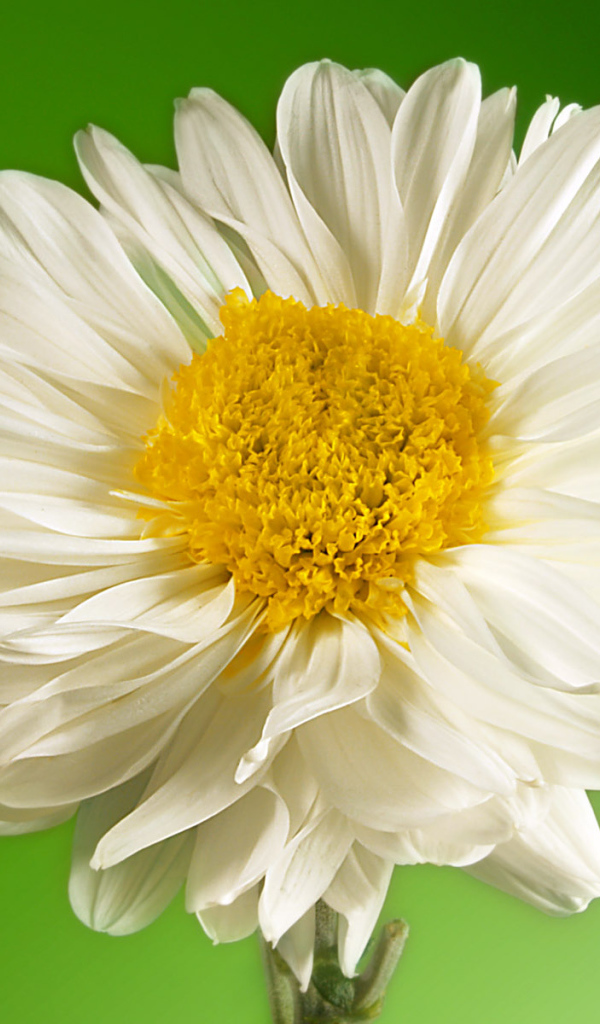 Белый и желтый, Цветы