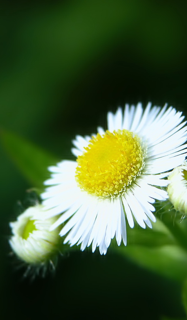 Белый цветок закрывается, Цветы