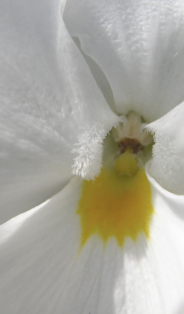 Белые лепестки, Цветы