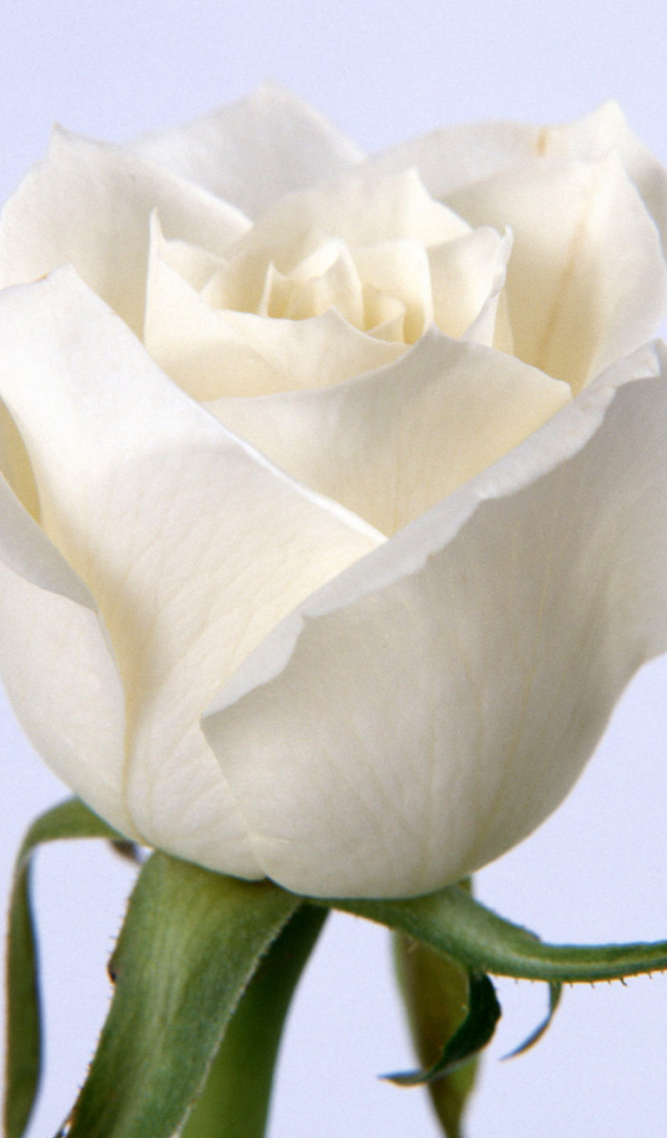 Белая роза, Цветы