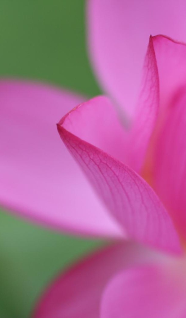 Цветочный пучок