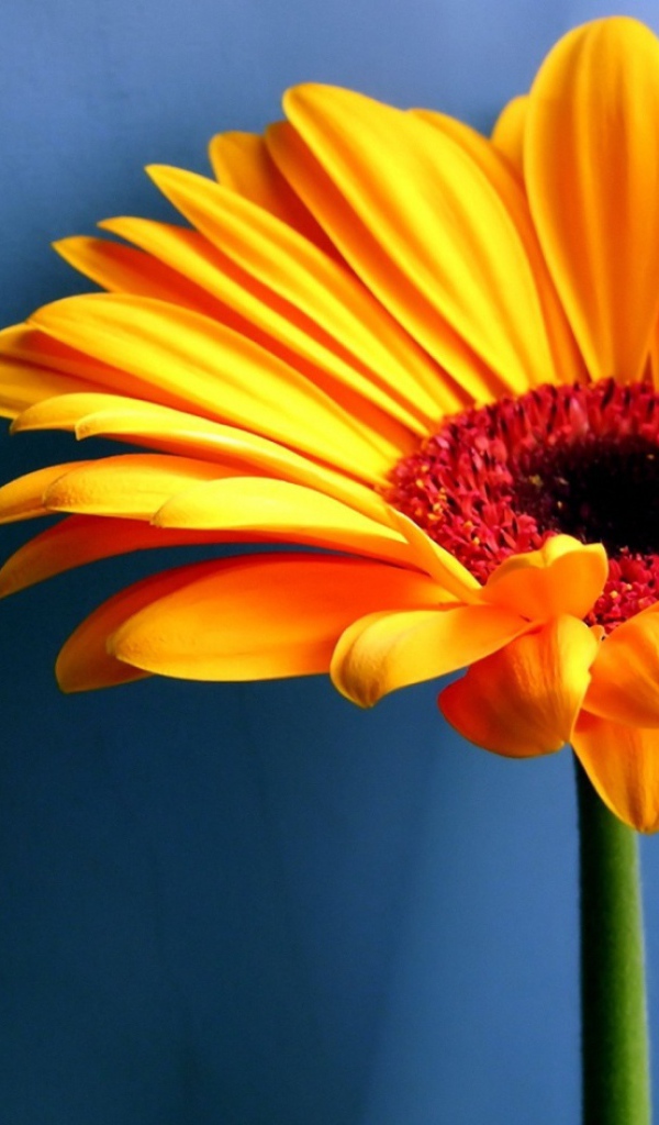 Желтый контрастный цветок, Цветы