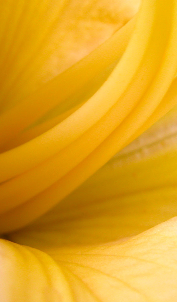 Желтые лепестки, Цветы