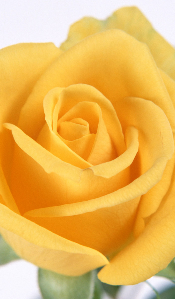 Желтые лепестки розы, Цветы