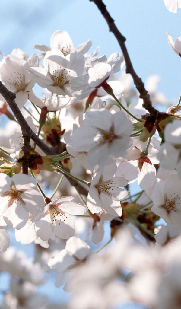 Белые цветы на деревьях