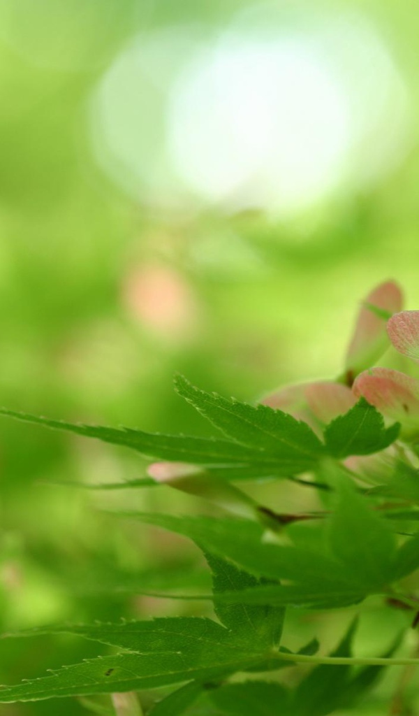 Превосходство природы