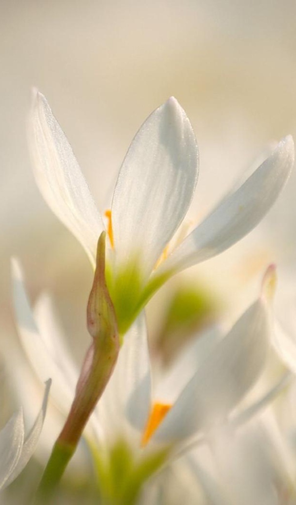 Красивый цветок