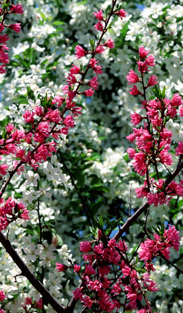 Весна в цветах