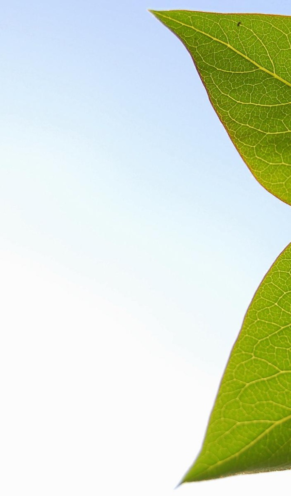 Весенние листья