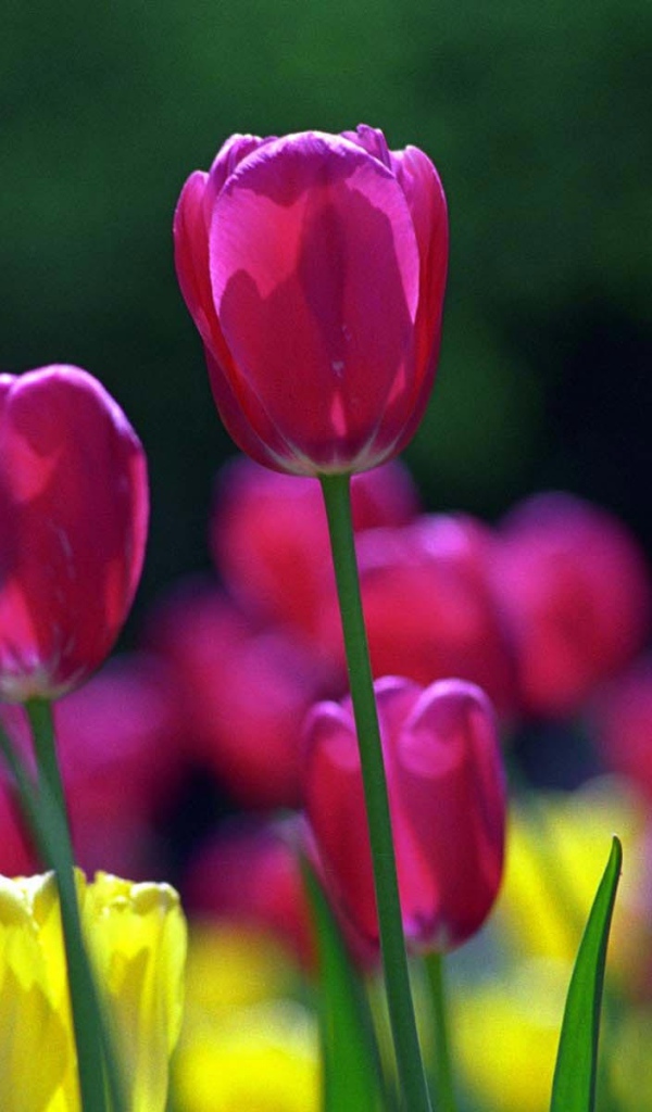 Голандские тюльпаны