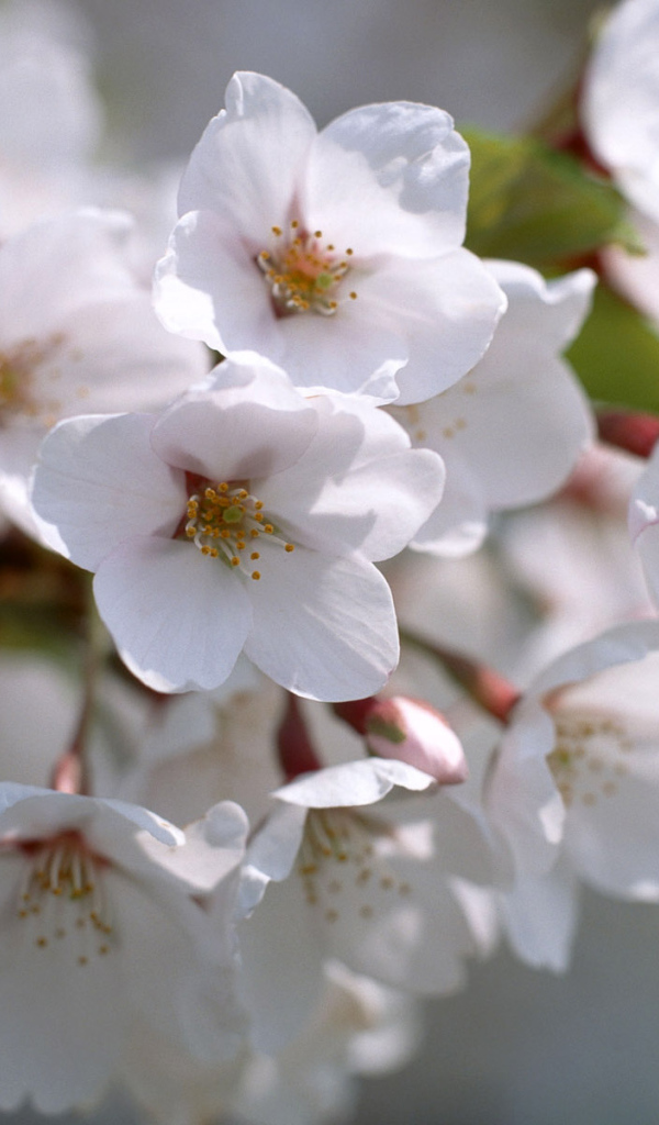 Белые цветы жизни