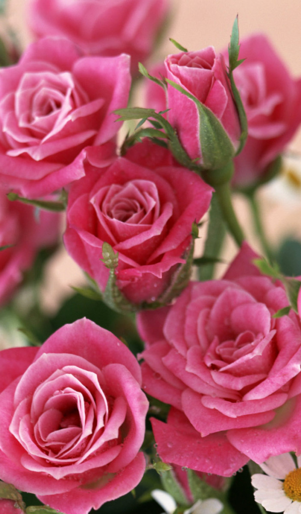 красные розы, Цветы