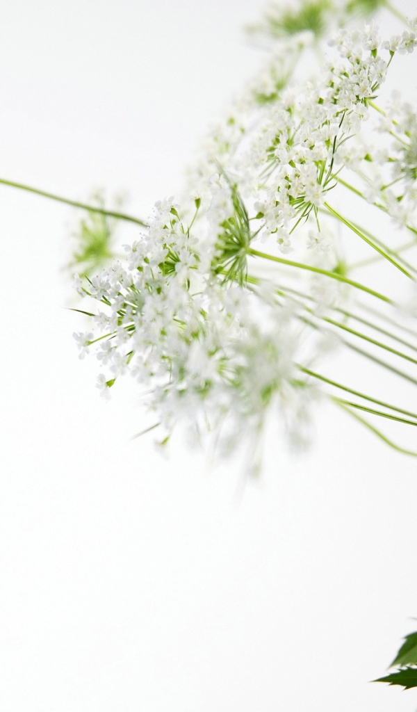 белые цветы, Цветы