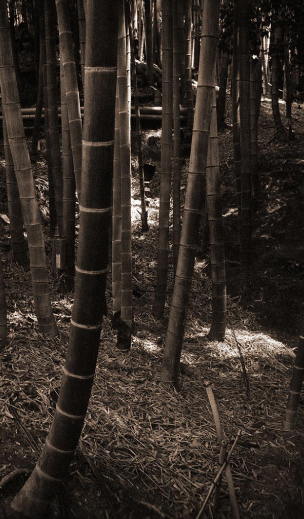 Бамбуковый лес