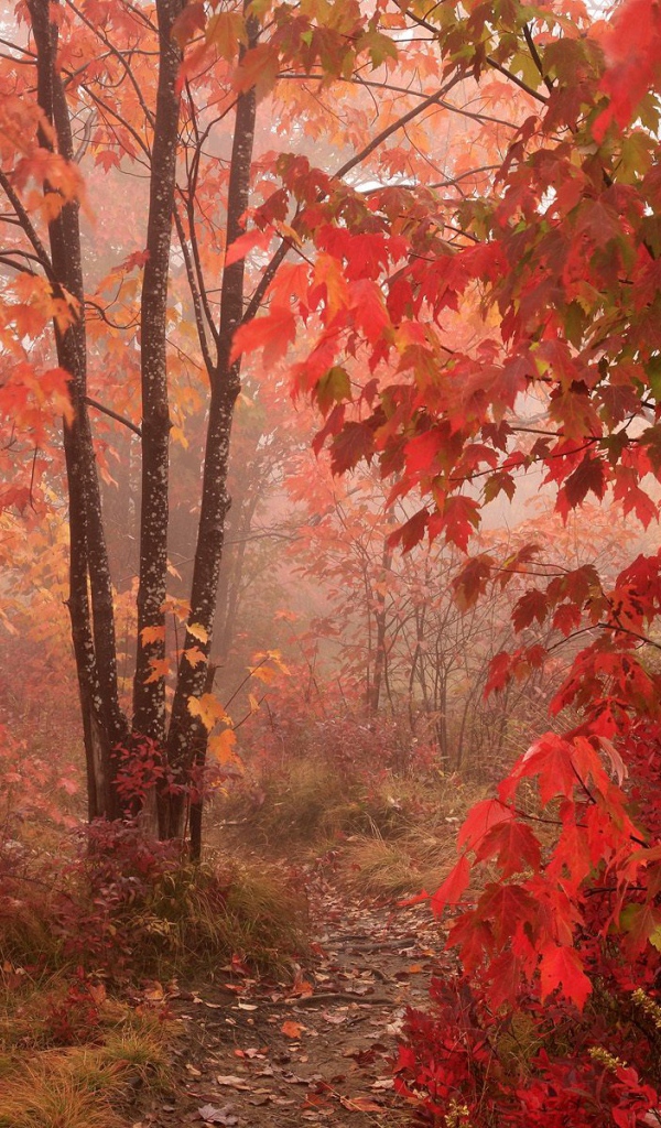 Красный осенний лес