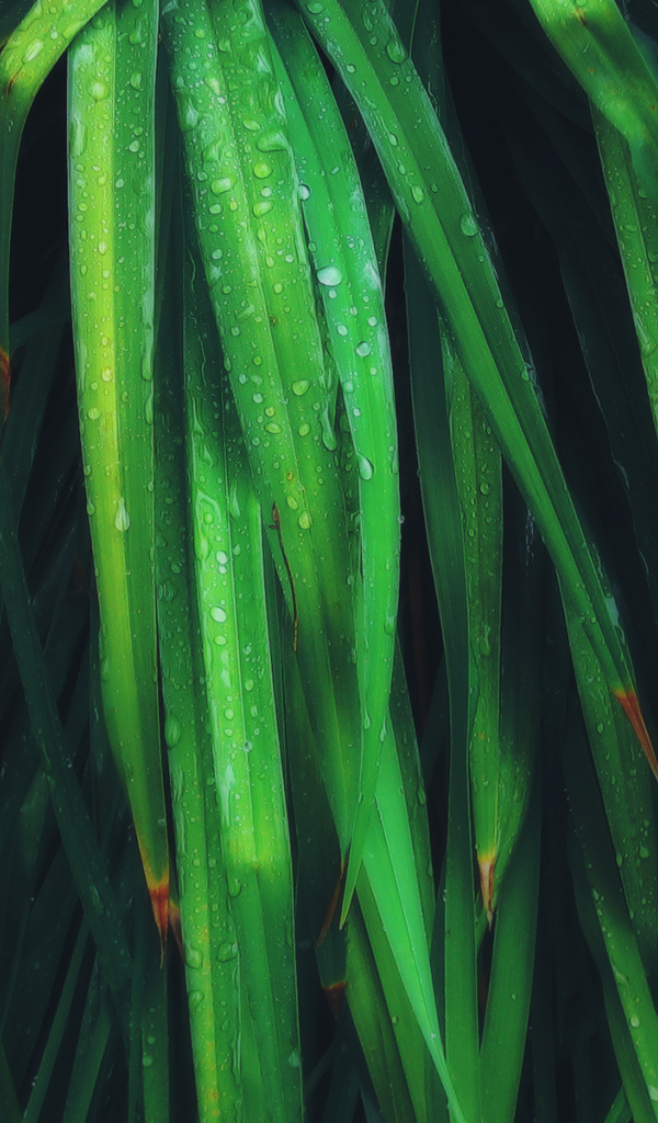 Умирающие листья