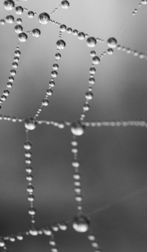 Серая паутина