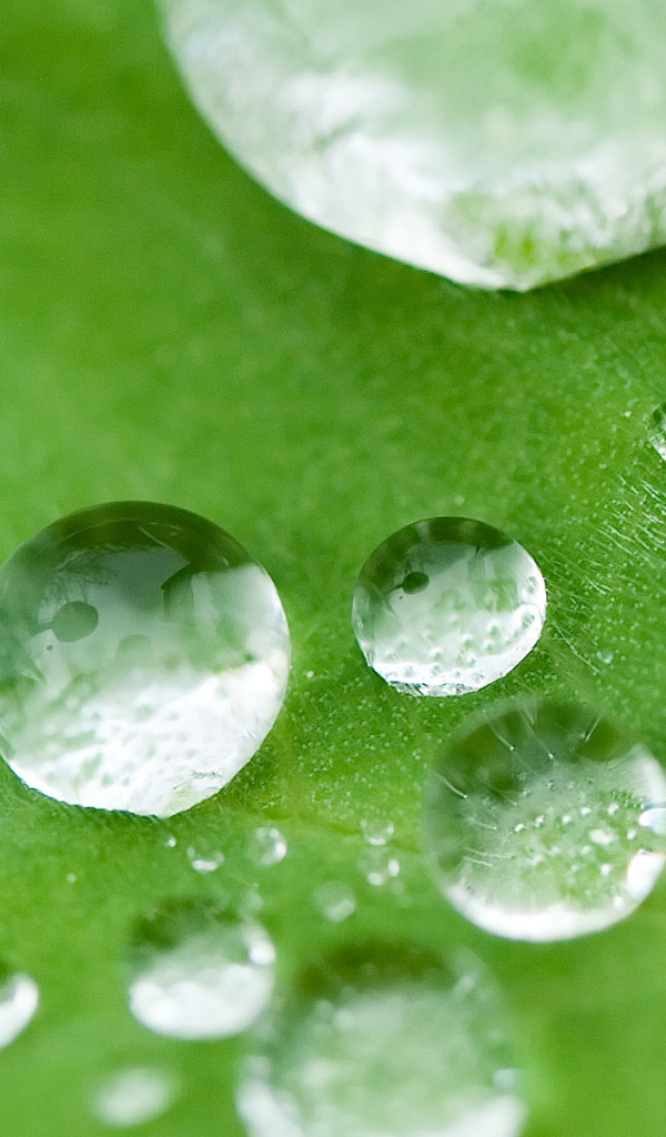 Маленькие капли на листке