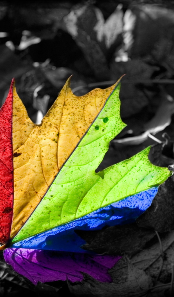 Кленовый лист