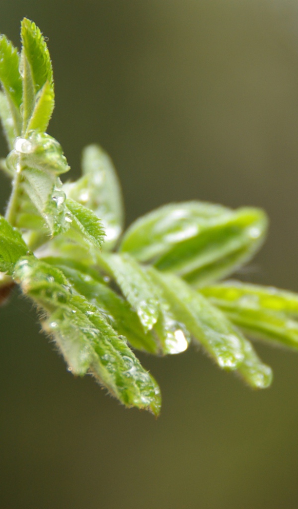 После дождя