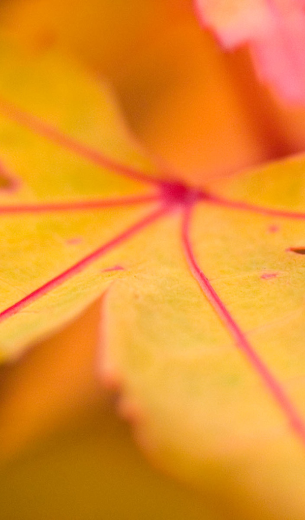 Осенний лист