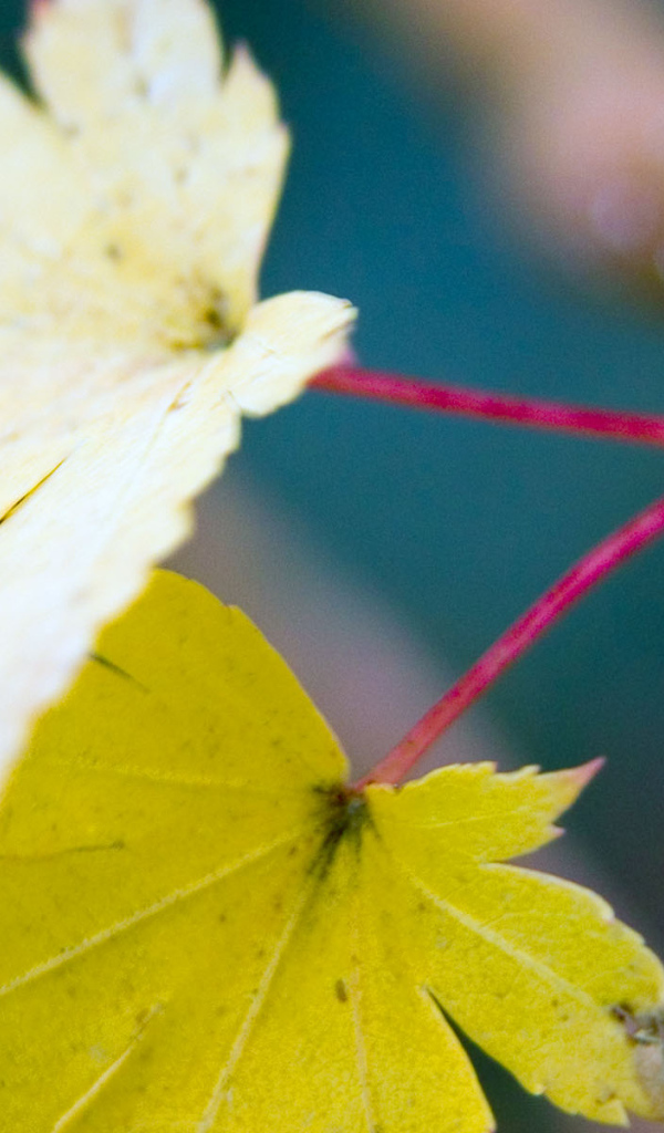 Осенние листья