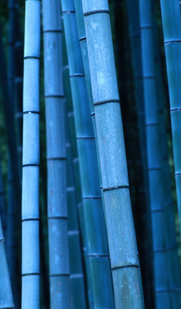 Синий бамбук