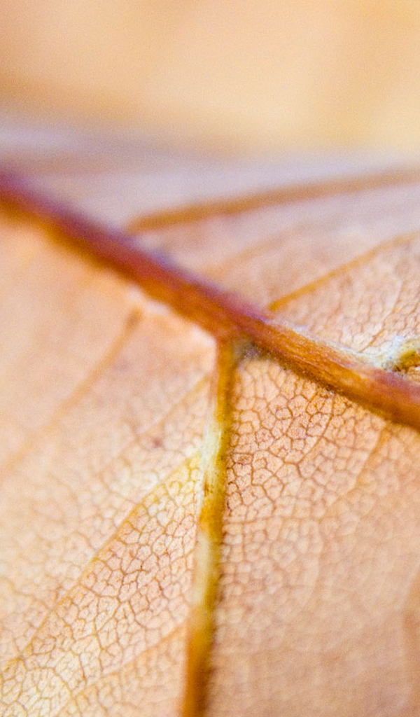 Коричневый лист