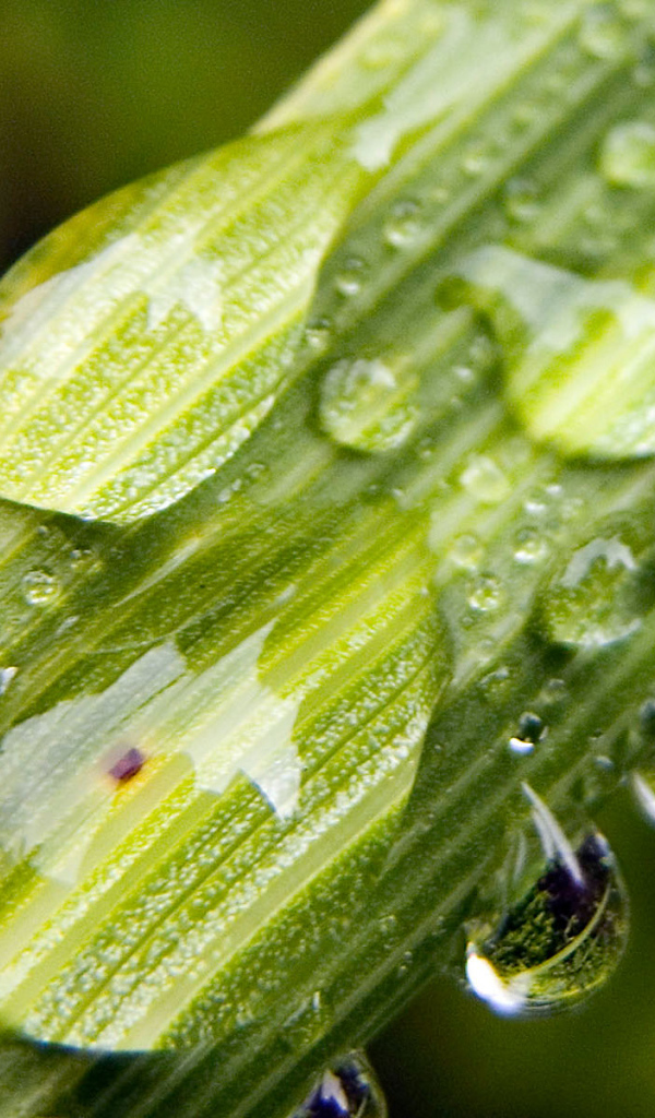 Пузыри на стебле