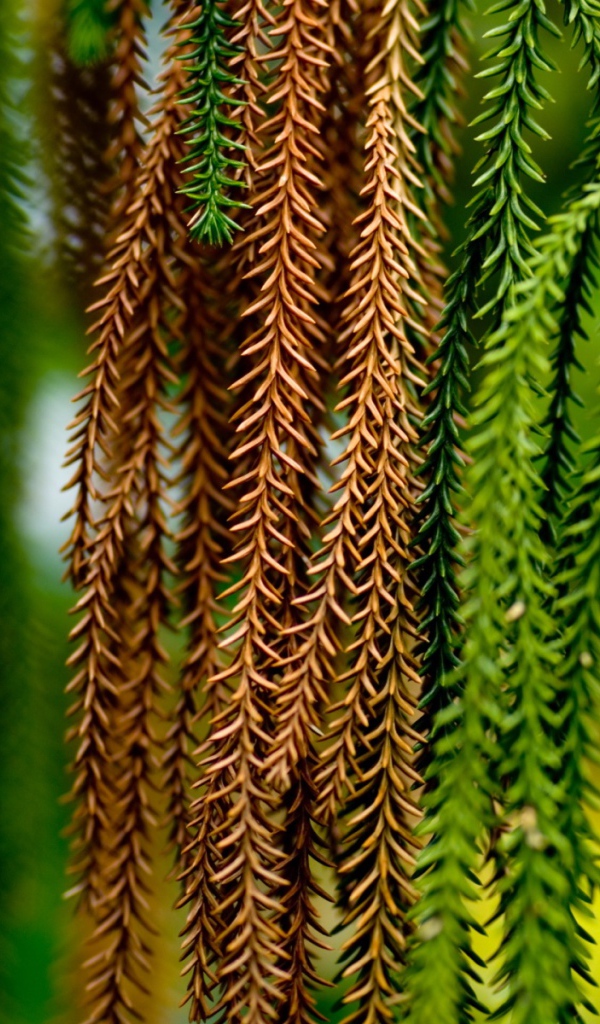 Альпинисты