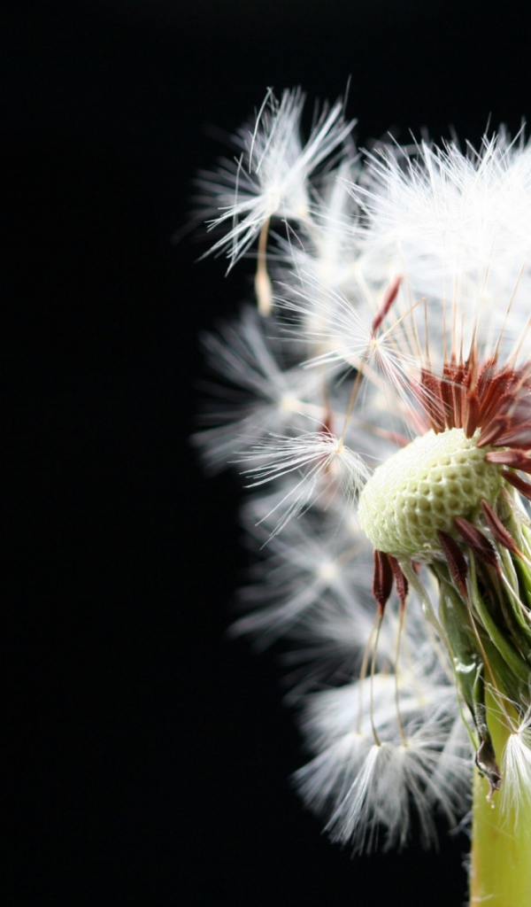 Макро-Одуванчик