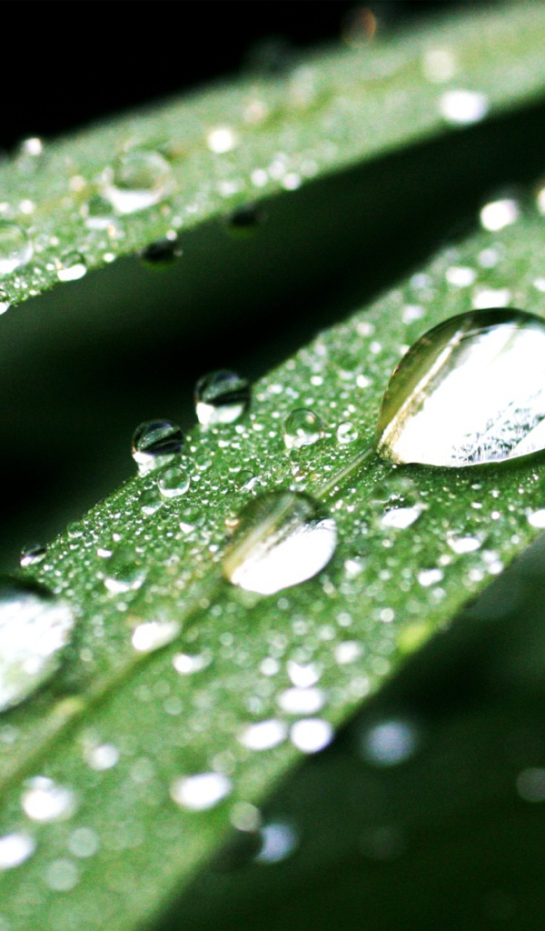 Темно-зеленые капли