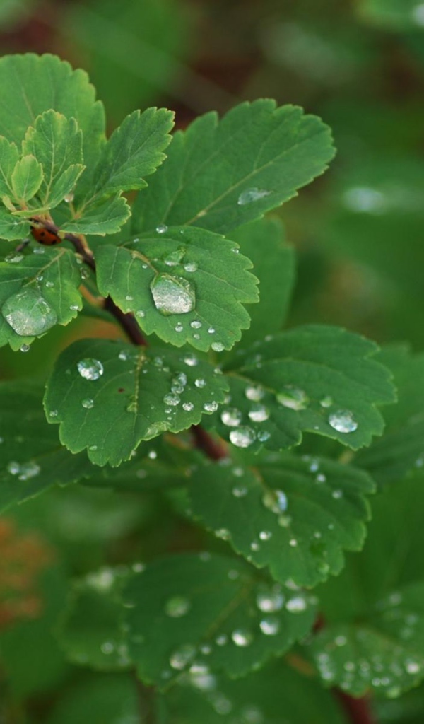 Роса на листьях