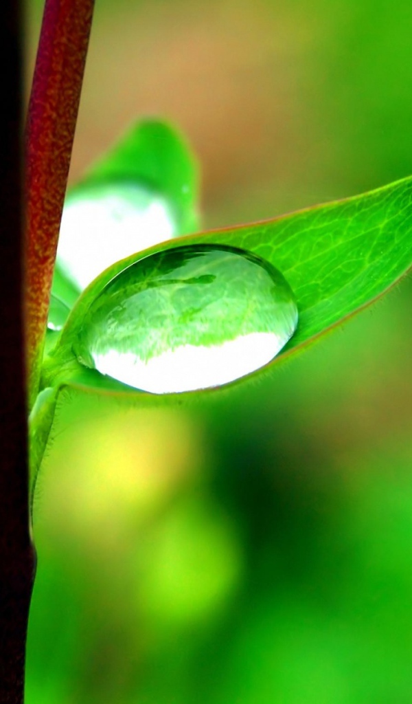 Капля на маленьком листке