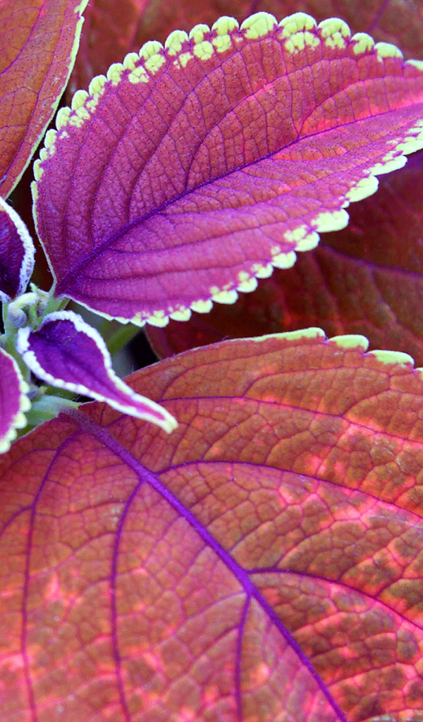 Немного фиолетовых листьев