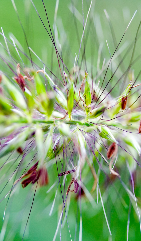 Цветок с шипами