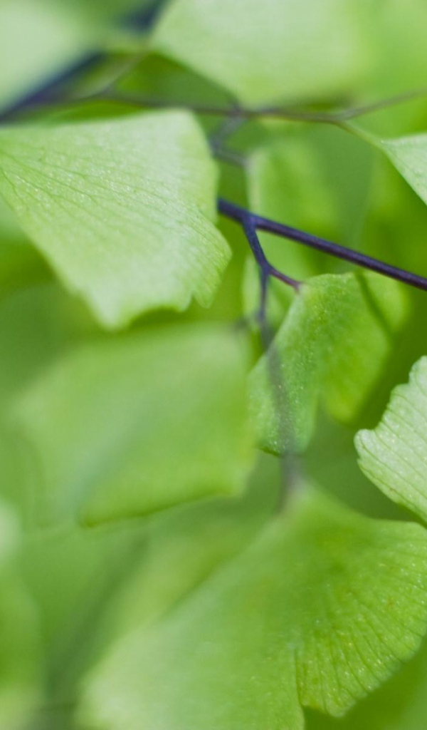 Призрачные листья