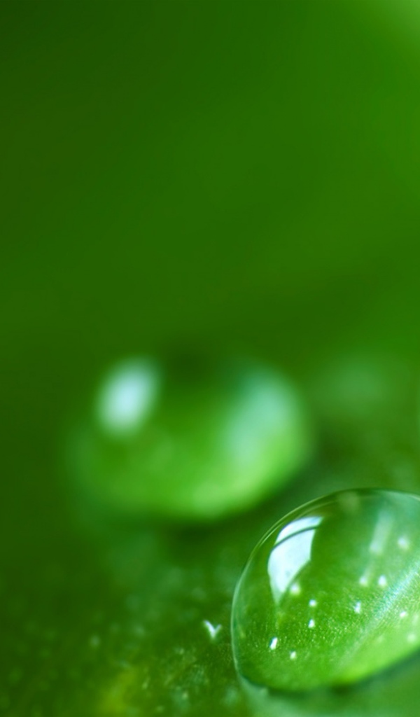 Зеленая роса