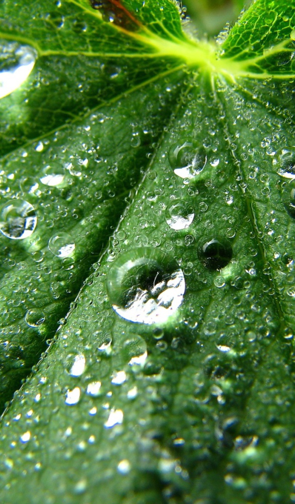 Зеленые капли
