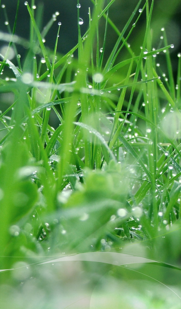 Зеленая травка