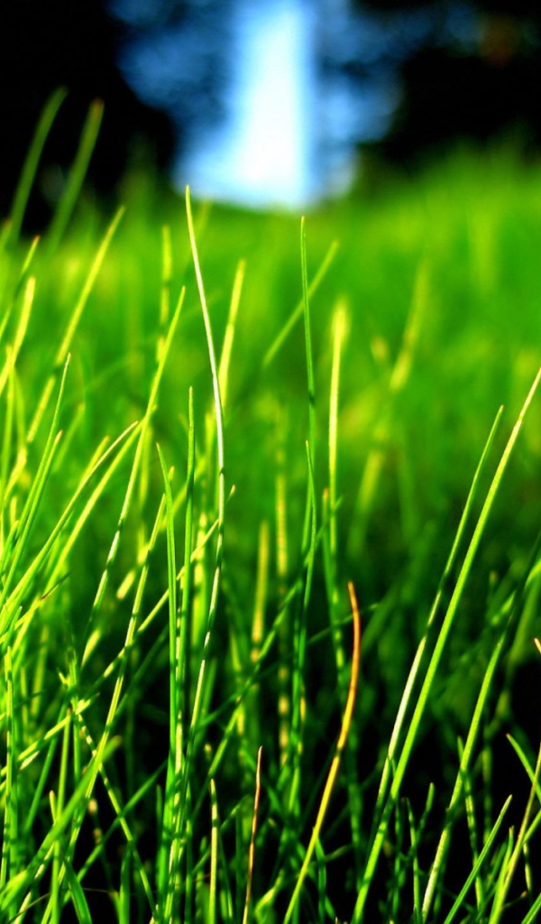 Зеленая трава