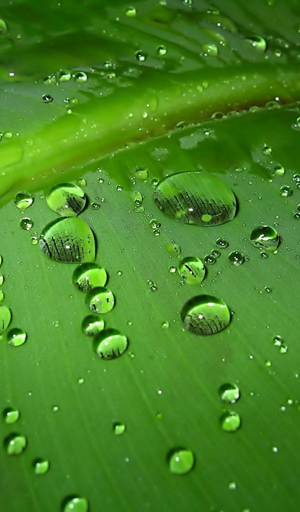 Зеленый лист