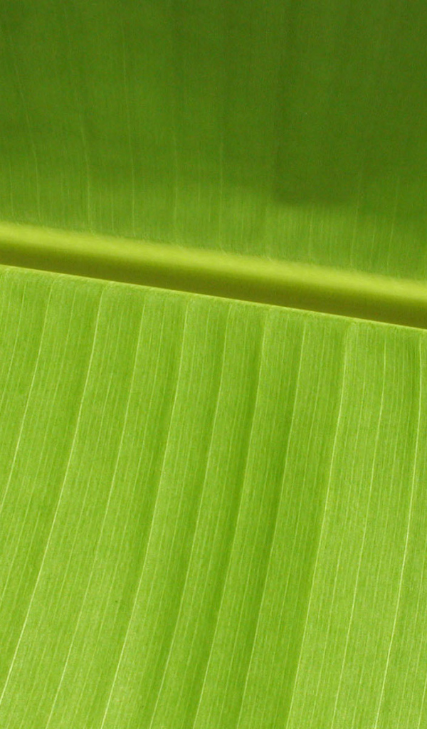 Зеленый листочек