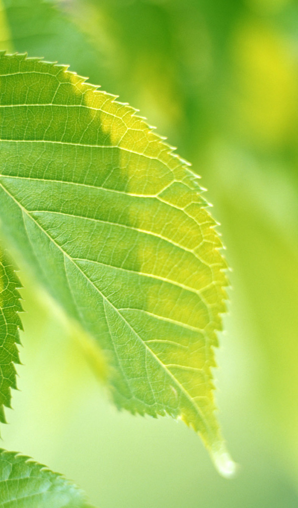 Зеленая жизнь