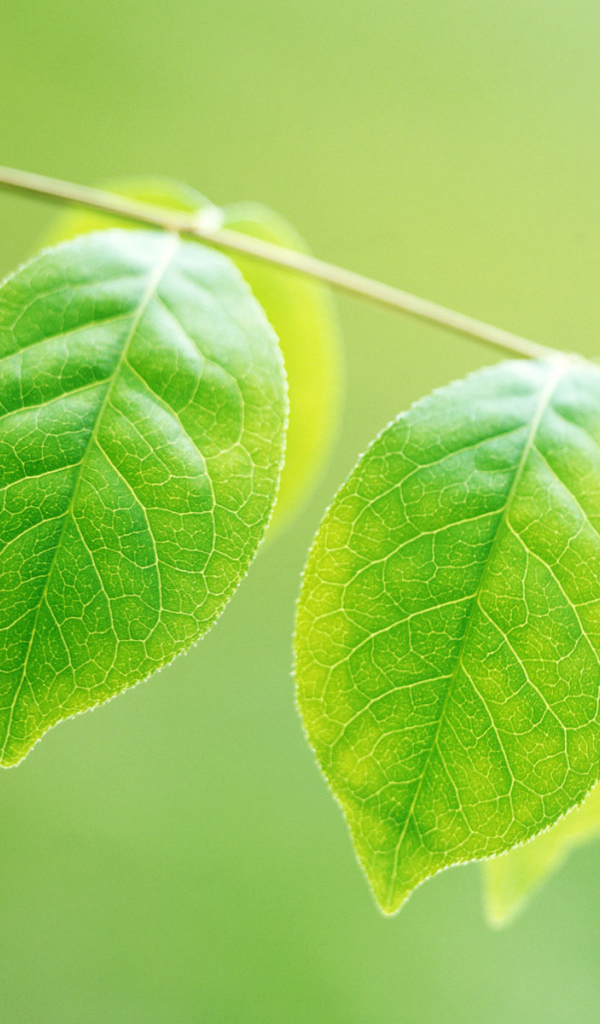 Зеленое потомство