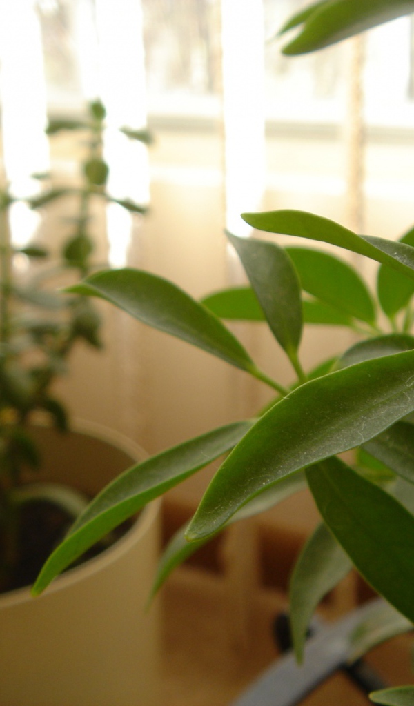 Зеленое растение